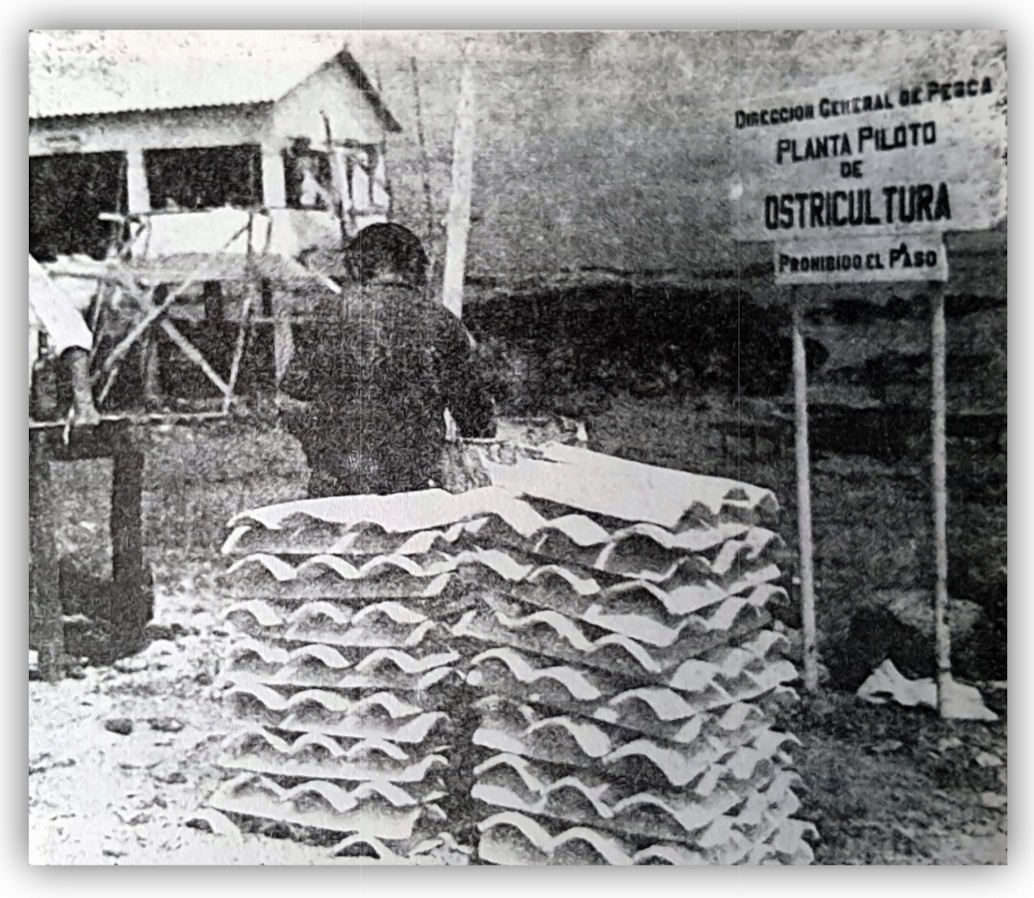 Planta ostrícola 1965